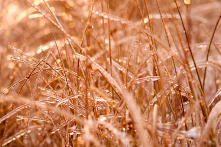 Photo plants frozen by frost at sunsetの写真素材