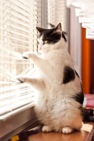 Cat looking at the windowの写真素材