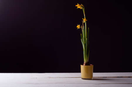 Narcissus. Decoration on the white boardsの写真素材
