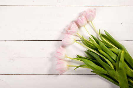 pink tulips on white boardsの写真素材