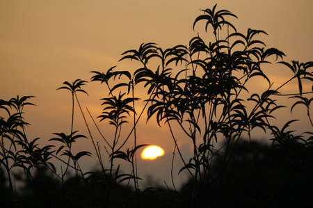 sunsetの写真素材