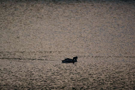 ducksの写真素材