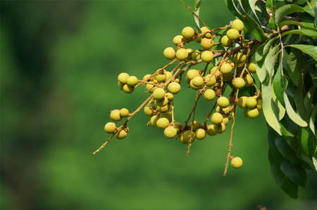 Close up to longan growing on treeの写真素材