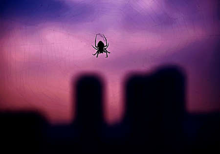 spiderの写真素材