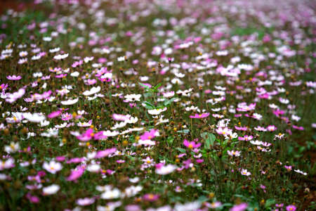 flowers in clusters