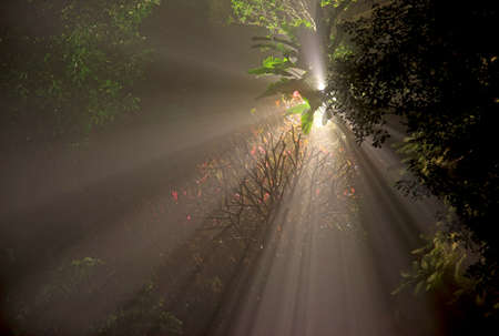 Sunlight shining through a forest
