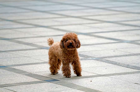 puppy