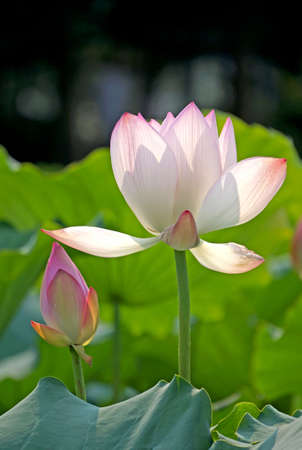Lotus bloomingの写真素材