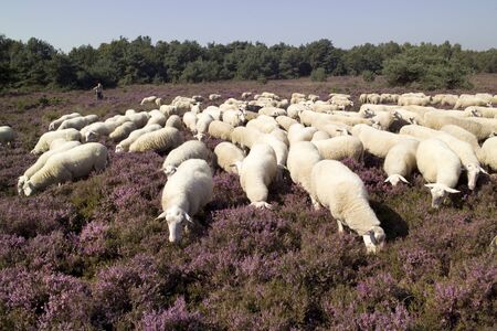 A flock of sheep in a heathland in the Netherlands  9480の写真素材