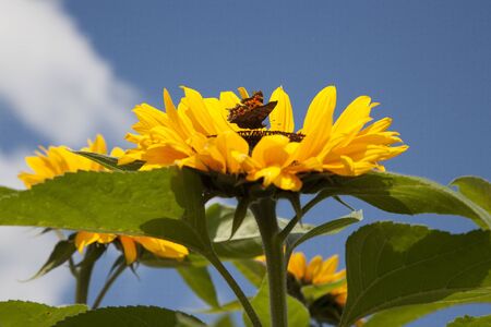 Sunflower with butterfly against a blue sky 