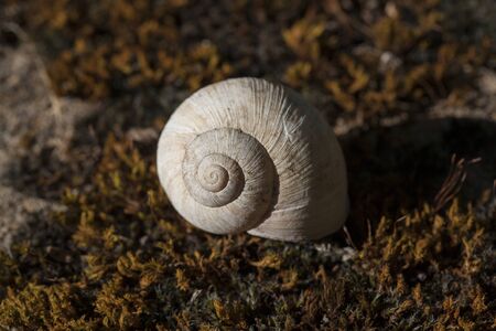 Beautiful empty shell of an edible snailの写真素材
