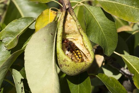 European hornet fouraging in a pear-treeの写真素材