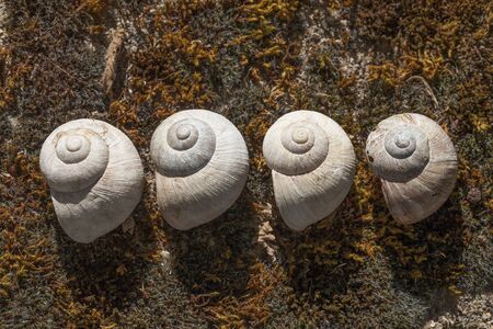 Four empty shells of edible snails, lying in a horizontal line on the ground