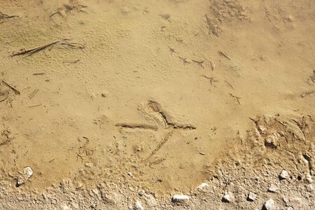 imprint in watery mud of a big birdfeet 