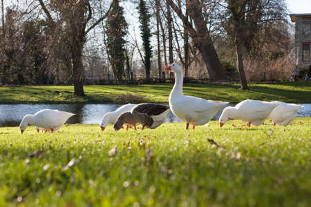 Goose walking and seagulls flying.の写真素材