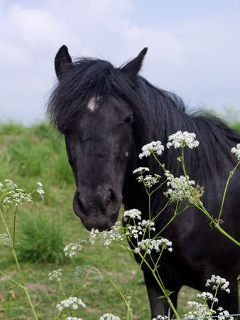 Animals, a black horseの写真素材