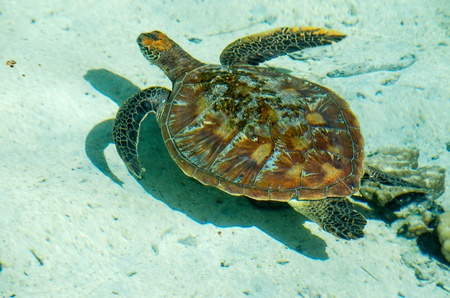 Sea Turtle floating in the blue lagoon of Moorea, French Polynesia