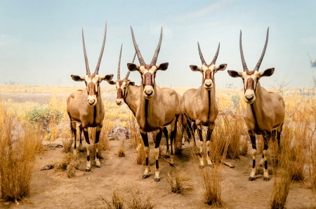 Gemsbok Antelopesのeditorial素材