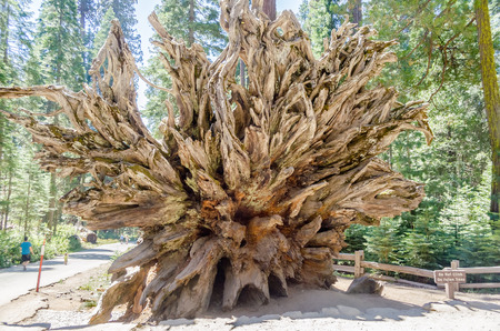Fallen Giant Sequoia Roots at Mariposa Grove, California, USAの写真素材