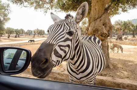 Hungry zebra waiting for food through a car window at the zooの写真素材