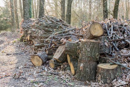 Stack of wood in the forest. Concept for autumn season