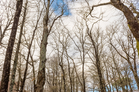 In the woods. Forest of Nemi, Italy. May be used for background