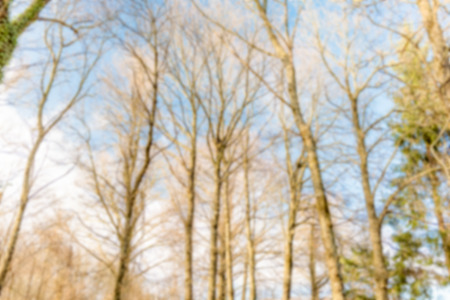 Defocused background with forest trees. Intentionally blurred post production for bokeh effectの写真素材