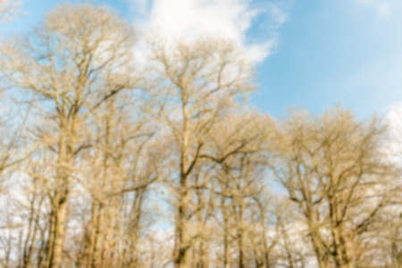 Defocused background with forest trees. Intentionally blurred post production for bokeh effectの写真素材