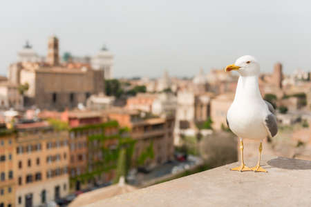 Closeup of a seagull with Rome city centre as background, Italyの写真素材