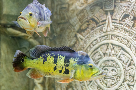 Closeup of tropical fishes underwater in an aquarium environmentの写真素材