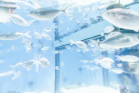 Defocused background with tropical fishes in aquarium environment. Intentionally blurred post production for bokeh effectの写真素材