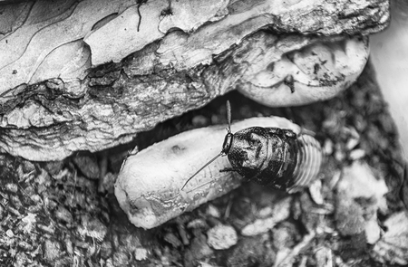 Madagascar hissing cockroach aka Gromphadorina Portentosa while eating a banana. It is one of the largest species of cockroachの写真素材