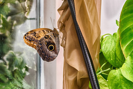 Owl butterfly, genus Caligo, is a tropical butterfly often found in the rainforests and secondary forests of Mexico, Central, and South Americaの写真素材