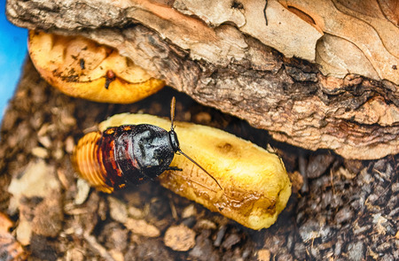 Madagascar hissing cockroach aka Gromphadorina Portentosa while eating a banana. It is one of the...
