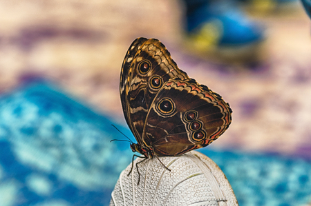 Morpho peleides, aka Peleides blue morpho or common morpho is a tropical butterfly. Here showing underside of its wings, while standing on the top of a shoeの写真素材