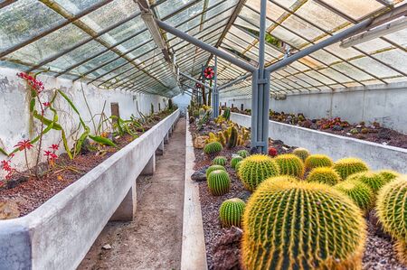 Cultivation of cactus and other succulent plants inside a greenhouseの写真素材