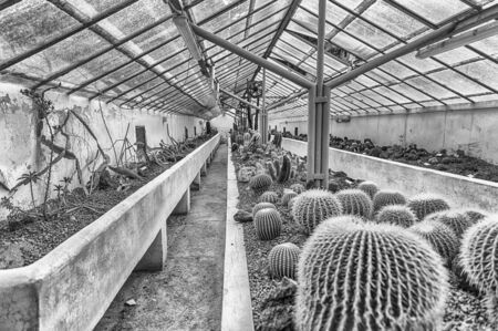 Cultivation of cactus and other succulent plants inside a greenhouseの写真素材
