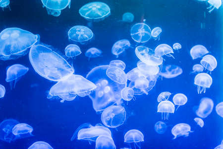 Closeup of small jellyfishes moving chaotically in aquarium environmentの写真素材