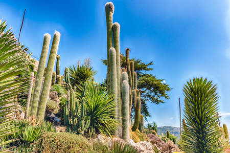 EZE, FRANCE - AUGUST 14: Inside the Botanical Garden of Eze, iconic village near the city of Nice, Cote d'Azur, France, as seen on August 14, 2019. It is one of the most renowned tourist site of the French Rivieraのeditorial素材