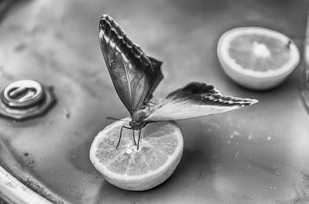 Eryphanis automedon, aka Automedon giant owl is a tropical butterfly. Here shown while eating from an orangeの写真素材