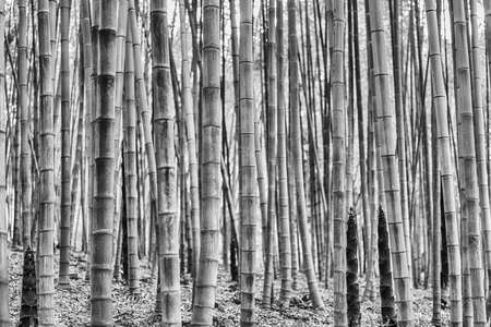 Background with foliage pattern of bamboo trees in a grove or forestの写真素材