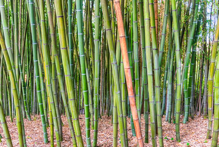 Background with foliage pattern of bamboo trees in a grove or forestの写真素材