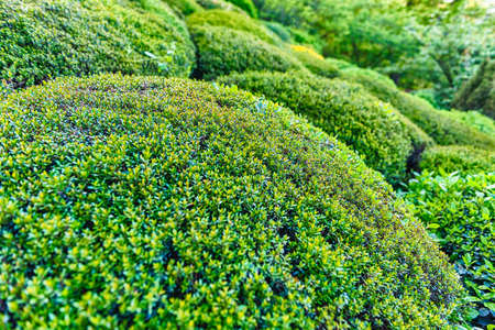 Round ornamental bushes with green foliage, with a beautiful selective focus and bokeh effect. May be used as a background concept for nature and environmentの写真素材