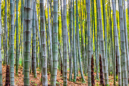 Background with foliage pattern of bamboo trees in a grove or forestの写真素材