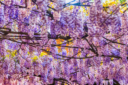 Beautiful purple wisteria flowers in spring, shot in Rome, Italyの写真素材