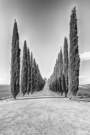 SAN QUIRICO D'ORCIA, ITALY - JUNE 23: Iconic group of cypresses in San Quirico d'Orcia, province of Siena, Tuscany, Italy, as seen on June 23, 2019のeditorial素材