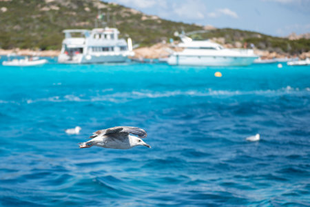 Closeup of a seagull flying over the sea near the island of Budelli in the Maddalena Archipelago, Sardinia, Italyの写真素材