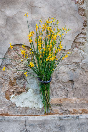 Scenic flowers hung on the walls in the city streets of Pienza, province of Siena, Tuscany, Italyの写真素材