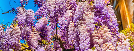 Beautiful purple wisteria flowers in spring, shot in Rome, Italy