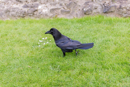 Legendary raven of the Tower of London, England, UK. According to the legend, the absence of the ravens would make the kingdom fallの写真素材